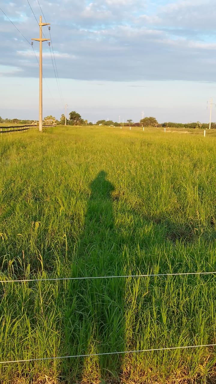 El Yarará - Imagen